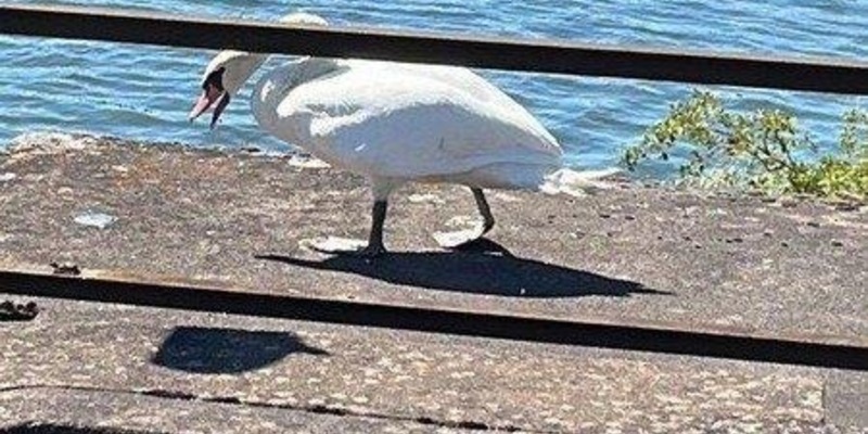 BPOL-KL: Bundespolizei rettet Schwan - Foto: presseportal.de