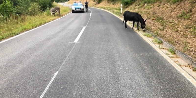 POL-HI: Esel auf Abwegen - tierischer Einsatz in Sarstedt - Foto: presseportal.de