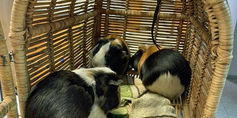 POL-BO: (Meer-)Schwein gehabt: Nager aus Altkleidercontainer gerettet - Foto: presseportal.de