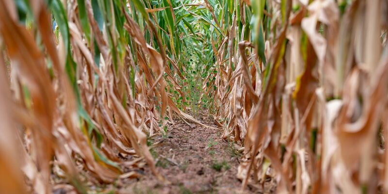 Erfrischung und Sonnenschutz: Ein Wanderer auf einem Wirtschaftsweg in Rheinland-Pfalz. - Foto: Harald Tittel/dpa