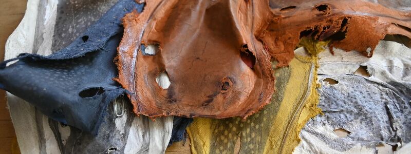 Leder aus der Haut des Kugelfisches. - Foto: Anne Pollmann/dpa