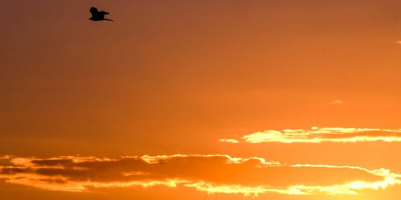 Ein Raubvogel fliegt bei Sonnenaufgang über ein Feld bei Hannover. - Foto: Julian Stratenschulte/dpa