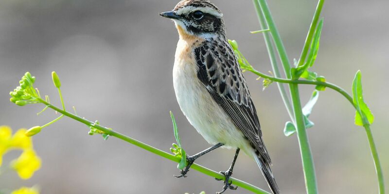 Das Braunkehlchen wurde 2022 von Naturschutzverbänden zum «Vogel des Jahres» gekürt. - Foto: Patrick Pleul/zb/dpa