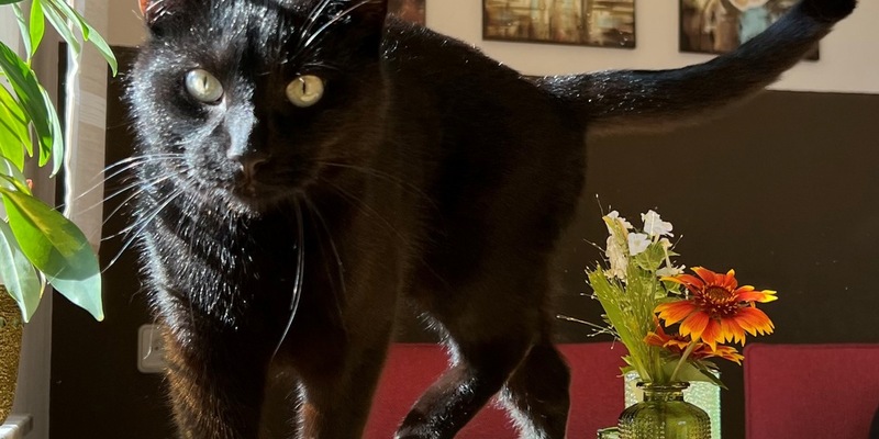 POL-HRO: Katze in Tellereisenfalle gefangen - Polizei ermittelt gegen Unbekannt - Foto: presseportal.de