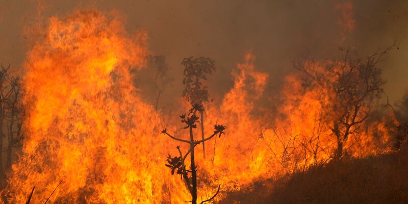 In Brasilien toben die schwersten Brände seit 14 Jahren. Archivbild - Foto: Eraldo Peres/AP/dpa