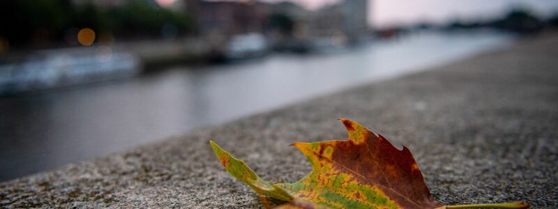 Auch in Deutschland nutzen Blässhühner oft Müll für ihre Nester. In Amsterdam wurden nun Nestbauten untersucht. (Archivbild) - Foto: Sina Schuldt/dpa