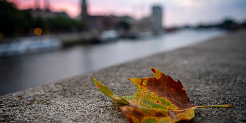Ein herbstlich gefärbtes Blatt ist ans Ufer der Weser in Bremen geflattert. - Foto: Sina Schuldt/dpa