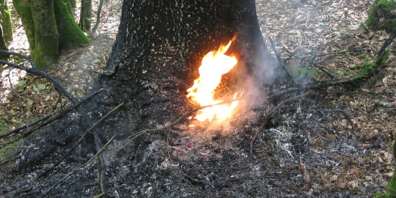 POL-PDPS: Mehrere Fälle versuchter Brandstiftung im Waldgebiet Clauser Tal - Foto: presseportal.de