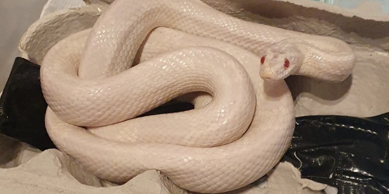 FW-EN: Kornnatter in Wohnhaus und zwei weitere Einsätze in Herdecke - Foto: presseportal.de