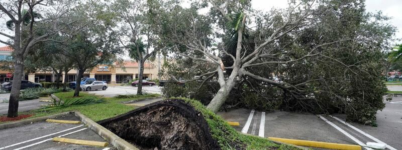 Ein von den starken Winden der äußeren Bänder des Hurrikans «Ian» entwurzelter Baum in Florida. - Foto: Wilfredo Lee/AP/dpa