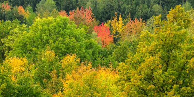 Ein Radfahrerin fährt mit einem Regenschirm durch eine herbstlich verfärbte Allee am Maschsee in Hannover. - Foto: Julian Stratenschulte/dpa