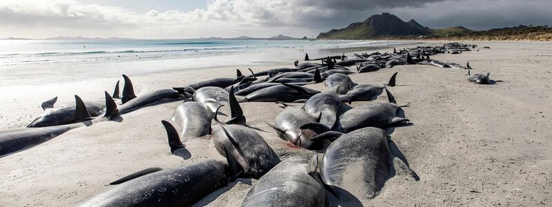 Eine Reihe von toten Grindwalen am  Strand von Tupuangi Beach in Neuseeland. - Foto: Tamzin Henderson/Tamzin Henderson/AP/dpa