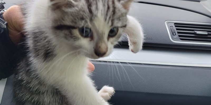 POL-DN: Fünf ausgesetzte Katzenbabys in Mülltonne entdeckt - Polizei bittet um Hinweise - Foto: presseportal.de