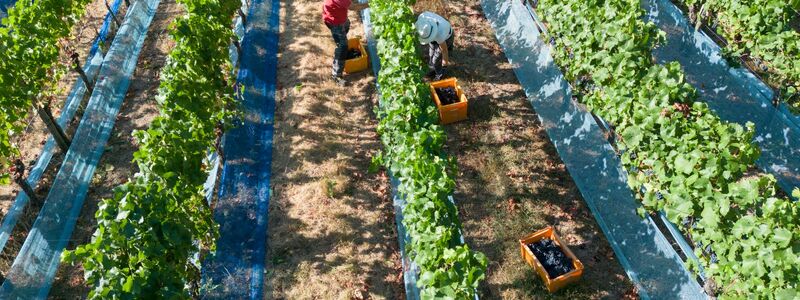 Mit steigenden Temperaturen könnten Weinbauern sich weg von Südhängen bewegen. (Archivbild) - Foto: Boris Roessler/dpa