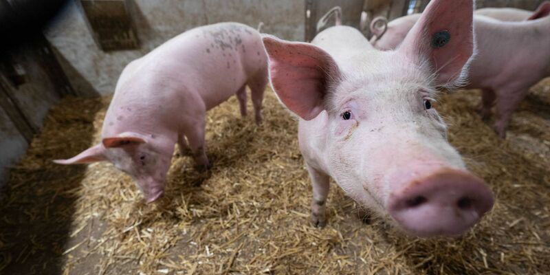 Der Bau tiergerechter Schweineställe bleibt Ziel. - Foto: Marijan Murat/dpa