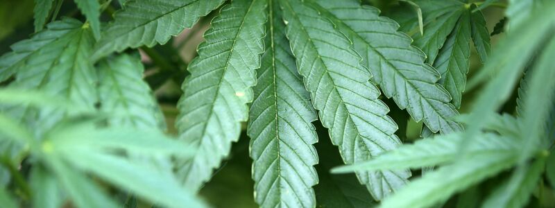 Hanf-Pflanzen (Cannabis) wachsen in einem Garten. - Foto: Oliver Berg/dpa
