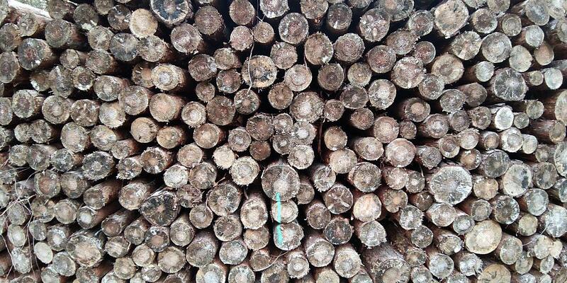 Holzstämme - Foto: ?ber dts Nachrichtenagentur