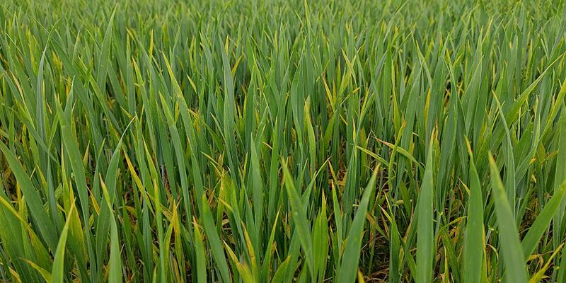 Winterweizen in frühem Stadium - Foto: ?ber dts Nachrichtenagentur