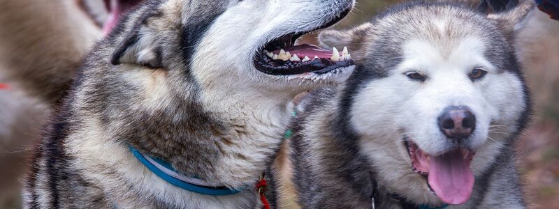 Sieben Alaskan-Malamutes Schlittenhunde von Alexandra Krüger, deutsche Meisterin im Schlittenhunderennen. - Foto: Jens Büttner/dpa