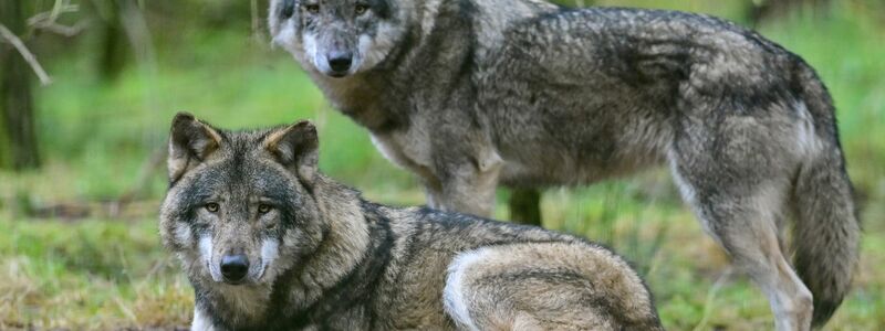 Zwei Wölfe im Gehege im Wildpark Schorfheide. Der Wolf breitet sich seit seiner Rückkehr nach Deutschland 1998 langsam weiter aus. - Foto: Patrick Pleul/dpa-Zentralbild/dpa