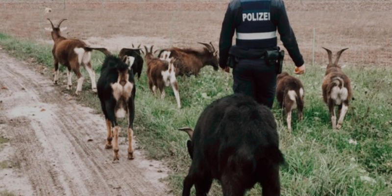 POL-PDNW: Freilaufende Ziegen belagern Kreisverkehr - Foto: presseportal.de