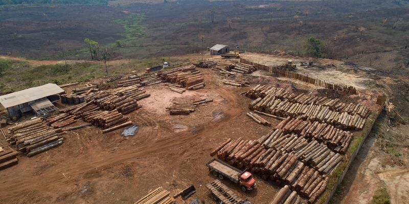 Weltweit sind im vergangenen Jahr einem Bericht zufolge rund 3,7 Millionen Hektar tropischer Urwald zerstört worden (Archivbild). - Foto: Andre Penner/AP/dpa