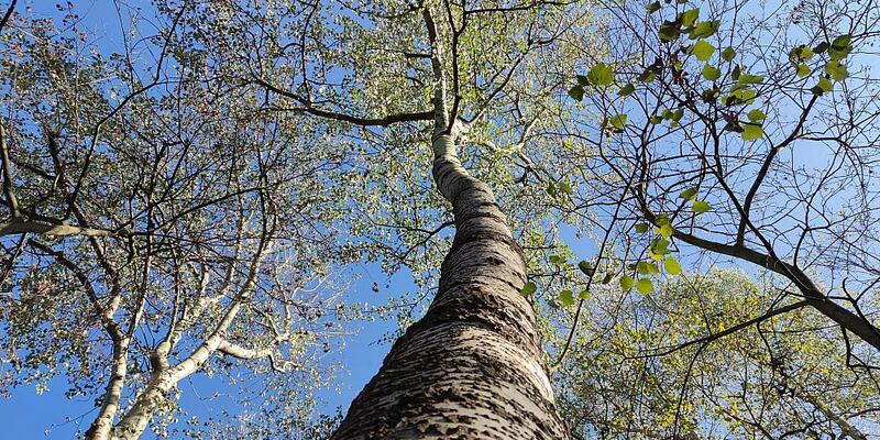 Baum - Foto: ?ber dts Nachrichtenagentur