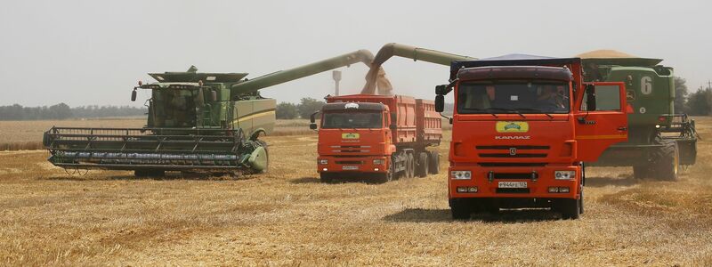 Mehrere EU-Staaten fordern von der Europäischen Kommission Importbeschränkungen für russisches Getreide. - Foto: Vitaly Timkiv/AP/dpa