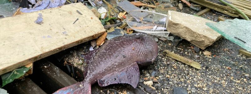 Ein toter Fisch liegt neben einem Gulli vor dem Hotel. - Foto: Alexander Rothe/dpa