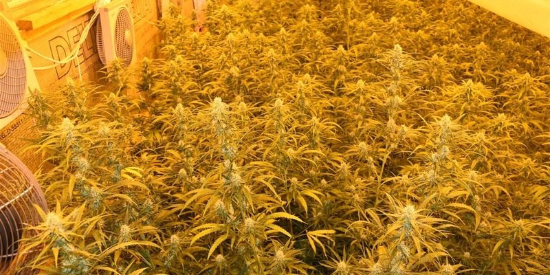 Mittelhessen: Laubach: Polizei hebt professionelle Indoorplantage aus - U-Haft - Foto: presseportal.de
