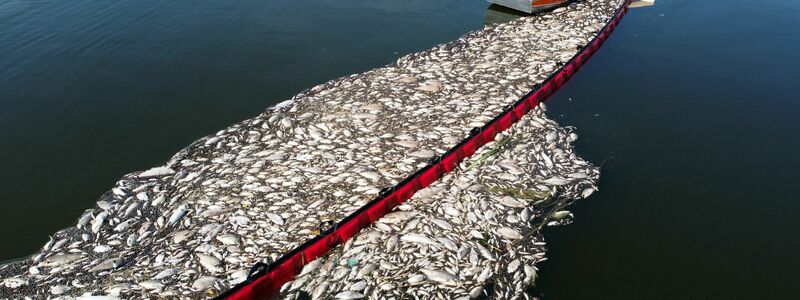 Helfer beteiligen sich im August an der Bergung toter Fische aus der Oder. - Foto: Marcin Bielecki/PAP/dpa