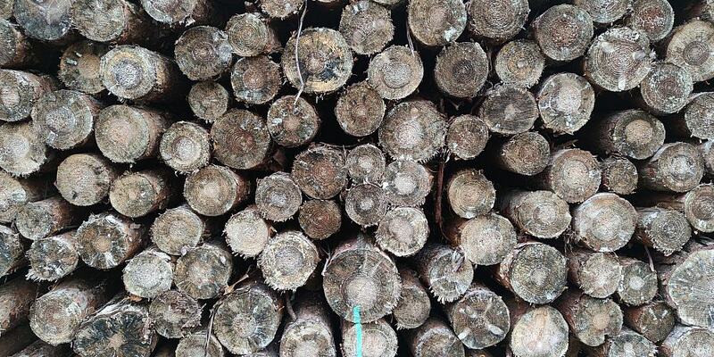 Holzstämme - Foto: ?ber dts Nachrichtenagentur