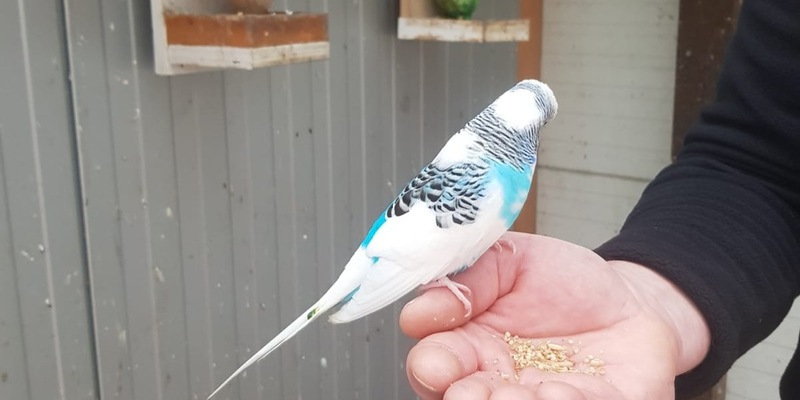 POL-DA: Darmstadt: Wer vermisst seinen Wellensittich? - Foto: presseportal.de