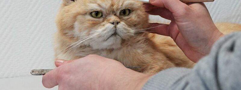 Tierpräparatorin Laura Eberhard arbeitet an einer ausgestopften Katze. - Foto: Ann-Marie Utz/dpa