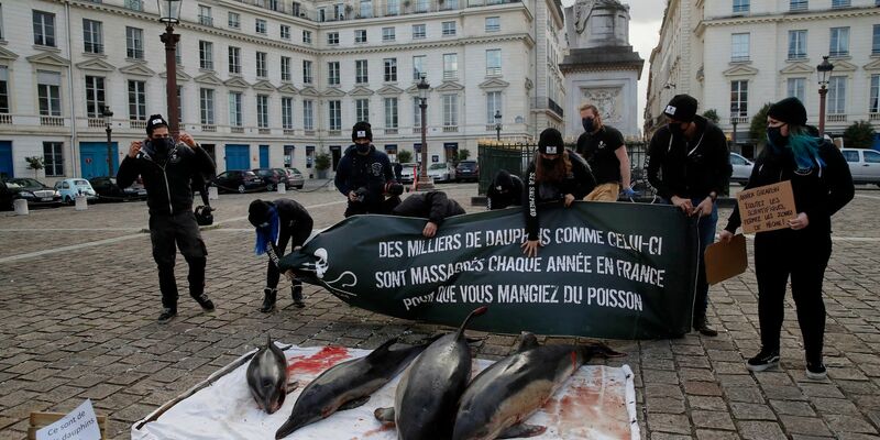 Protestierende drängen auf sicherere Praktiken in der Fischereiindustrie, damit Delfine besser vor tödlichen Fischernetzen geschützt werden. - Foto: Christophe Ena/AP/dpa