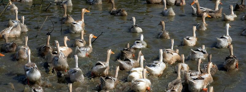 Die meisten Menschen stecken sich nach Kontakt mit Geflügel an. (Archivbild) - Foto: Heng Sinith/AP/dpa