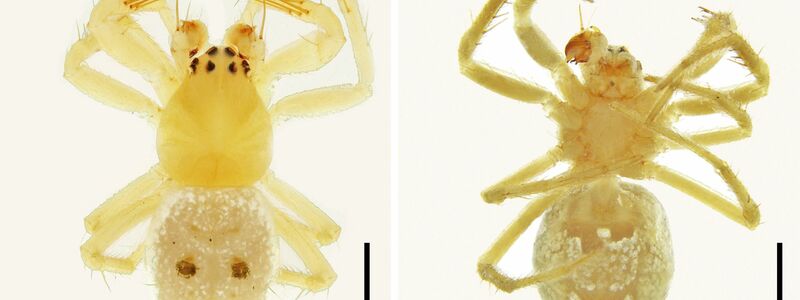 Mamma Mia! Australische Spinnenforscher haben eine neu entdeckte Art aus dem Spinnenreich der schwedische Kultband Abba gewidmet. - Foto: Volker W. Framenau/Murdoch University/dpa