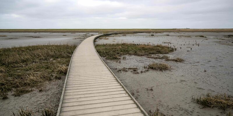 Jäger Lothar Häseker zieht ein im Hochwasser verendetes Reh über ein Feld. - Foto: Sina Schuldt/dpa