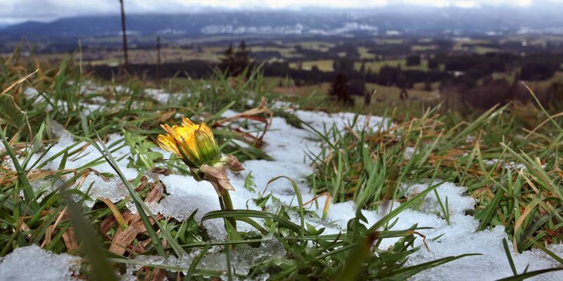 Weiß wird es an Weihnachten wohl nur in Alpennähe. - Foto: Karl-Josef Hildenbrand/dpa