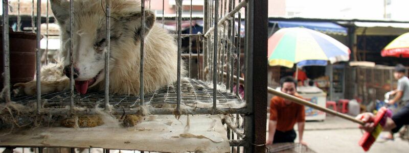 Marderhunde liegen in engen Käfigen auf einem Markt in China. (Archivbild) - Foto: Paul Hilton/epa/dpa