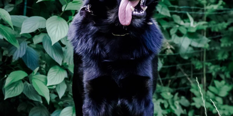 POL-HB: Nr.: 0616 --Paw Patrol: Diensthund Forrest erschnüffelt Drogen-- - Foto: presseportal.de