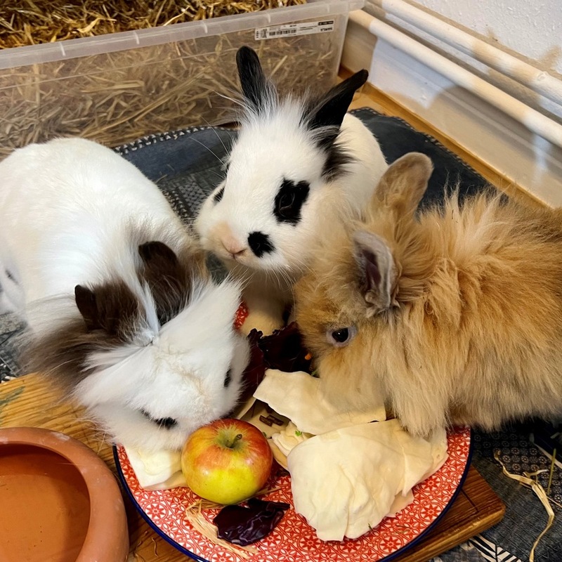 POL-HAM: Eigentümer gesucht - Wem gehören die Pedelecs? - Foto: presseportal.de