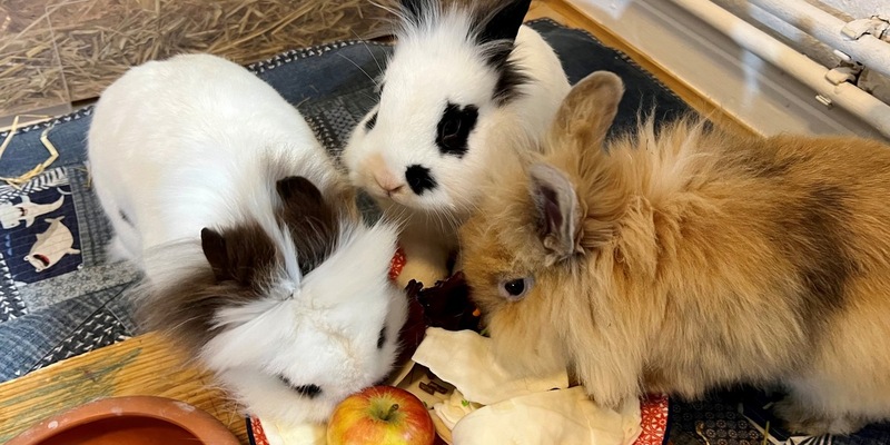 POL-HAM: Eigentümer gesucht - Wem gehören die Pedelecs? - Foto: presseportal.de