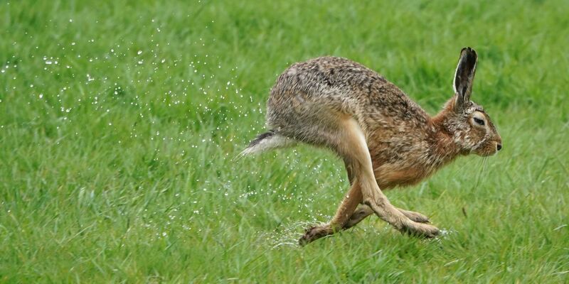 Feldhasen sind in Deutschland nahezu flächendeckend verbreitet. - Foto: Marcus Brandt/dpa