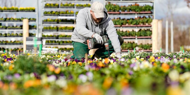 Rosen blühen auf dem Gelände der Bundesgartenschau in Mannheim. - Foto: Uwe Anspach/dpa
