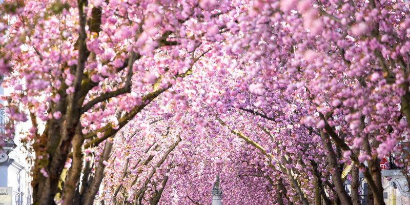 Eine Touristin fotografiert blühende Kirschblütenbäume in Bonn. Prognosen zufolge könnten die Blüte in diesem Jahr um Ostern herum beginnen. - Foto: Thomas Banneyer/dpa