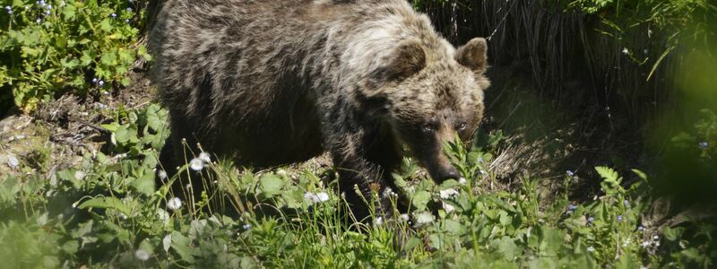 In der Slowakei gibt es mehr als tausend frei lebende Braunbären. - Foto: Milan Kapusta/tasr/dpa