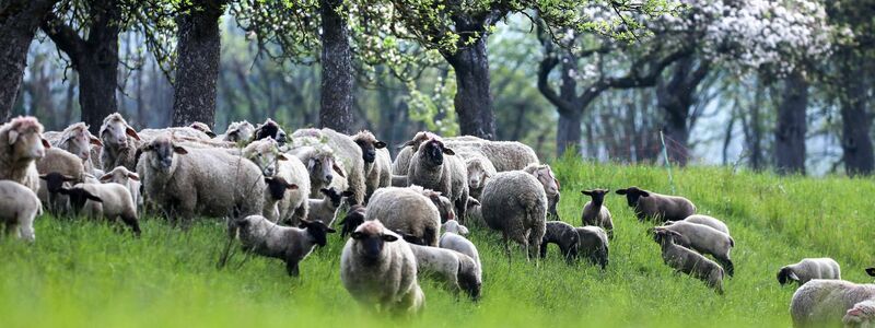 Ein kleiner Ort unweit vom Bodensee leidet unter den Vögeln (Symbolbild).  - Foto: Thomas Warnack/dpa