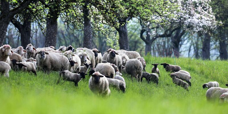 Am Samstag könnten sich bereits wieder einige starke Gewitter über der Mitte Deutschlands bilden.  - Foto: Thomas Warnack/dpa