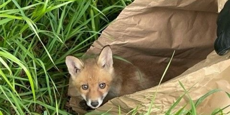POL-SI: Tierisch Glück gehabt: Polizei rettet Fuchswelpen von der HTS - #polsiwi - Foto: presseportal.de